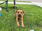 Bailey Mixed Breed (Medium) Puppy Female