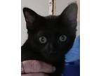Ace Domestic Shorthair Kitten Male