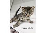 Snow White Domestic Shorthair Kitten Female