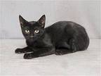 BOBBY Domestic Mediumhair Kitten Male