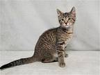SOLAR Domestic Mediumhair Kitten Male