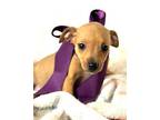 Bitty Chihuahua Puppy Female