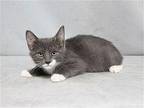 FREDDIE Domestic Mediumhair Kitten Male