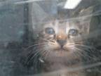 RILEY Domestic Mediumhair Kitten Female