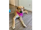 Adopt Lionel a Shepherd, Retriever