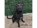 Twinkletoes Labrador Retriever Young Male