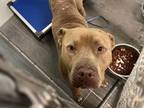 Adopt SLIP a Pit Bull Terrier