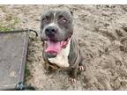 Adopt KENNETH a Pit Bull Terrier