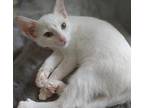 Aspen 5 American Shorthair Kitten Female