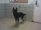 RIOT German Shepherd Dog Young Male