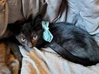 Jolly Roger Domestic Shorthair Kitten Male