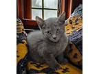 Sleepy Russian Blue Male