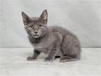 REBEKAH Domestic Mediumhair Kitten Female