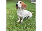 Clarence Basset Hound Young Male