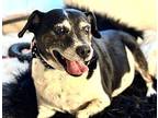 Thumper Rat Terrier Senior Male
