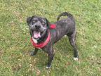 Johnny Walker Labrador Retriever Senior Male