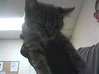 ESMERALDA Domestic Mediumhair Kitten Female