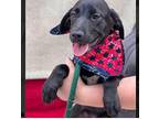 Chevy Labrador Retriever Puppy Male