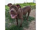 Duke Great Dane Young Male