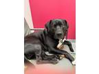 Adopt Carlos a Labrador Retriever