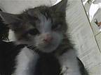 PRU Domestic Mediumhair Kitten Female