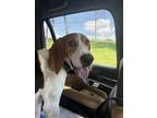 Adopt Trooper AKA Gilbert a Treeing Walker Coonhound