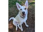 Adopt Mr Milo a Great Pyrenees