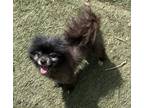 Adopt Harley a Pomeranian