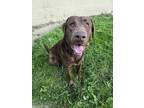 Adopt Scoob a Labrador Retriever