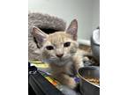 Adopt Carlos a Domestic Short Hair