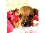 Itty Chihuahua Puppy Female