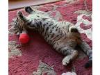 Dandelion Domestic Shorthair Kitten Female