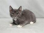 ROBERT Domestic Mediumhair Kitten Male