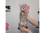 Adopt Brady Farrar a American Shorthair, Domestic Short Hair