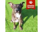 Adopt Roo - Adventure Pup, loves people & dogs! Adopt $25 a Belgian Shepherd /
