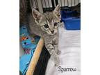 Sparrow Domestic Shorthair Kitten Male