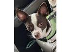 Onzo Chihuahua Puppy Male