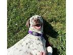 Smithy Dalmatian Young Male