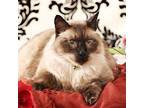 Frederick Balinese Senior Male