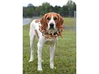 Adopt Evan - Adoptable a Hound, Mixed Breed