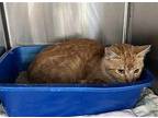 Josie-shy orange/white young adult in foster Domestic Shorthair Young Female