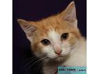 Clay Domestic Shorthair Kitten Male