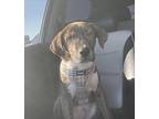 Gio Mixed Breed (Medium) Puppy Male