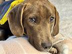 Winston Labrador Retriever Puppy Male