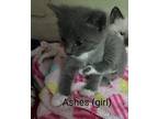 Ashes Domestic Shorthair Kitten Female