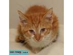 Purrkins Domestic Shorthair Kitten Male