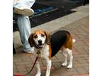 Adopt Banjo Jojo a Beagle