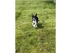 Linny Mixed Breed (Medium) Puppy Female