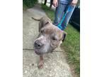 Adopt Cashew a American Staffordshire Terrier