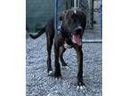 Adopt Bubba a Pit Bull Terrier